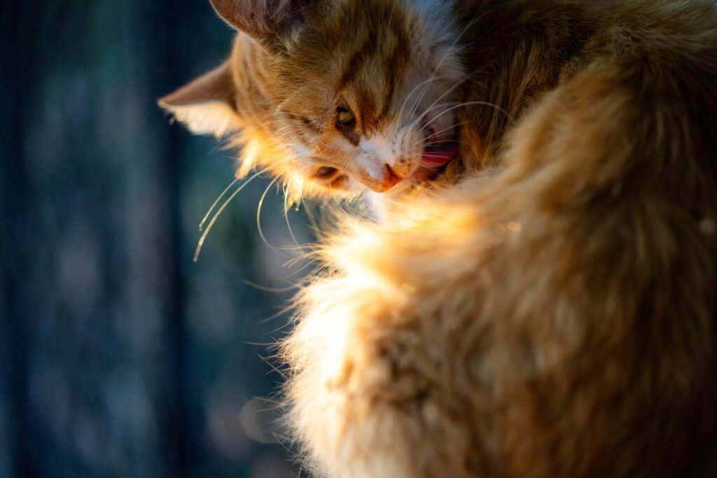 Ginger cat grooming its fur in warm sunlight - daily brushing can help reduce hairballs in cats