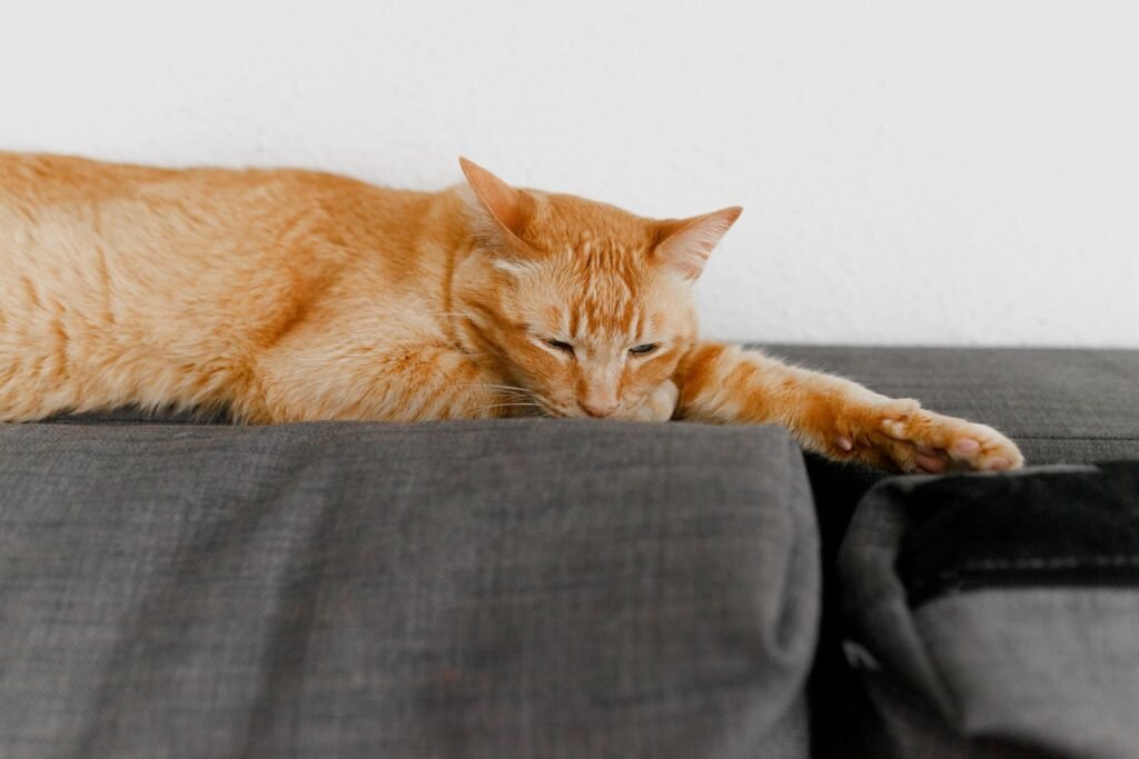 Sleepy ginger tabby cat lying along the back of a grey sofa at home, where lilies poisonous to cats should never be brought in