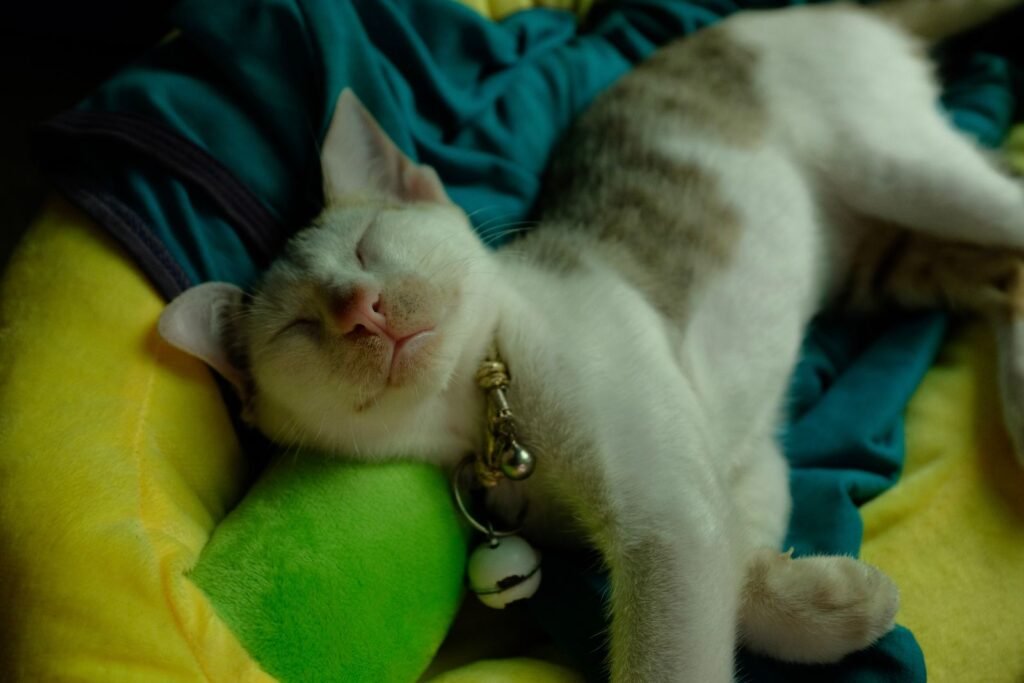 White and tabby cat in a bell collar asleep on colourful bedding beside a green toy - indoor cats can still meet lilies poisonous to cats in cut flowers