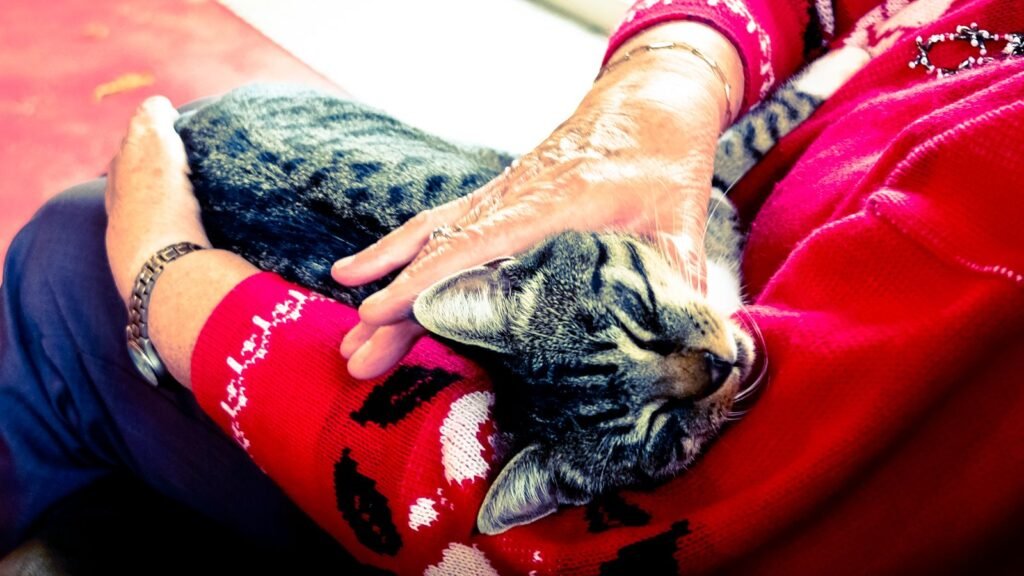 Silver tabby cat asleep on the lap of a person in a red patterned cardigan – cosy rest and company are part of senior cat health