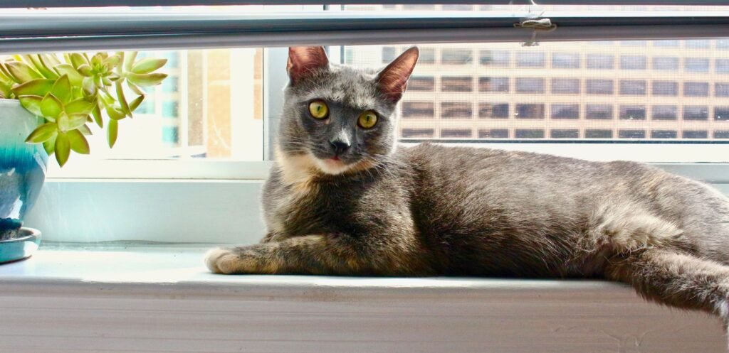 Grey cat with yellow eyes lying on a sunny windowsill beside a small succulent plant – easy access to a favourite spot supports senior cat health