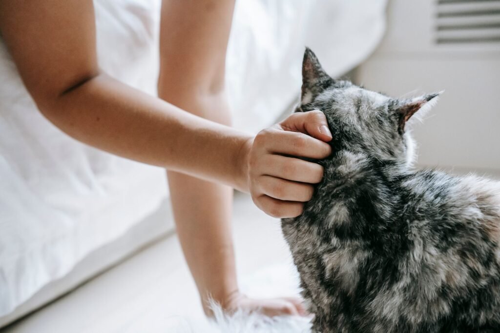 Hand stroking a fluffy grey tabby cat on a bed – knowing how your cat normally behaves helps you notice when a cat is in pain