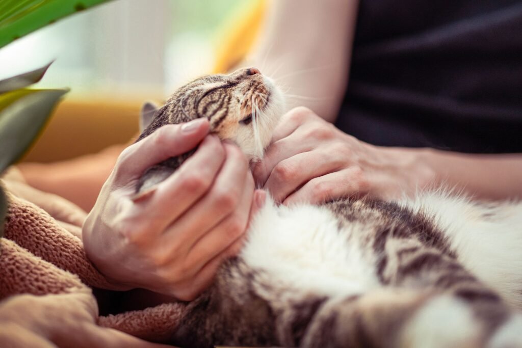 Hands gently stroking a relaxed tabby and white cat on a pink knitted blanket – a calm, quiet space helps when a cat is in pain