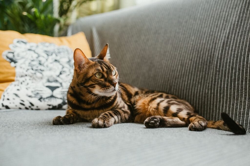 Bengal cat lying on a grey couch beside patterned cushions – more time resting is one sign a cat has arthritis