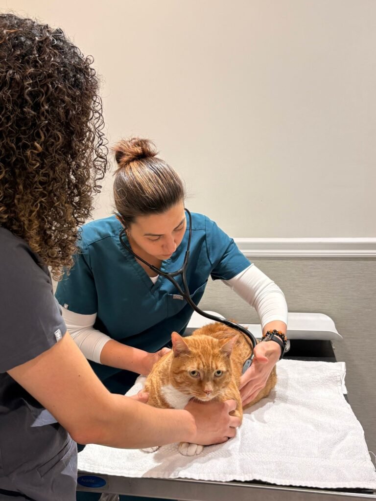 Vet in teal scrubs listening to an orange cat's chest with a stethoscope, the first step if you suspect cat asthma