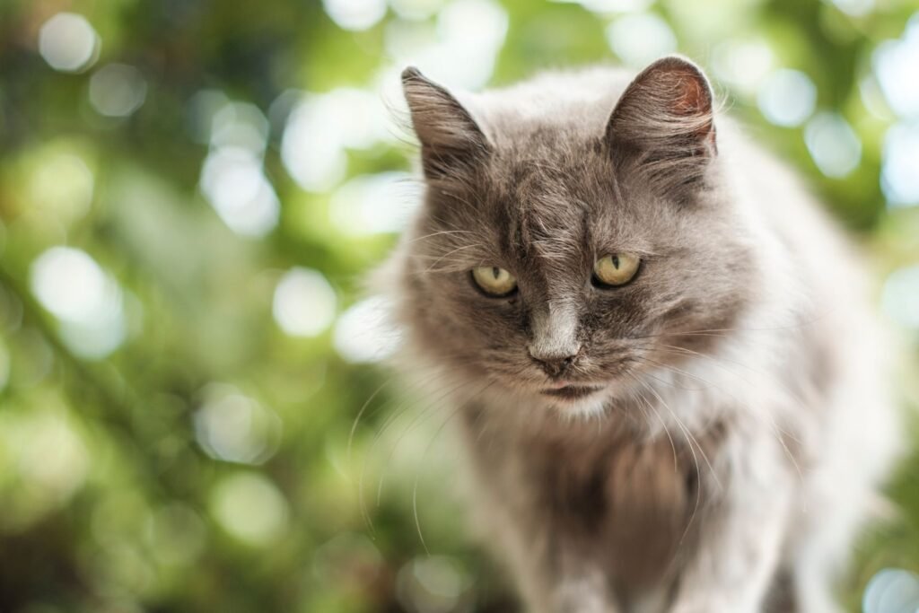 Fluffy long-haired grey cat with yellow-green eyes sitting outdoors, cat asthma can affect cats of any age