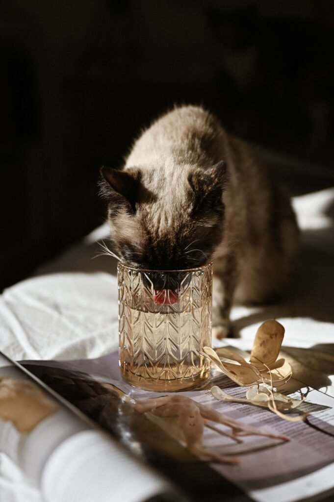 Cream cat with a dark face drinking from a glass tumbler on a table – drinking more can be a sign a cat has diabetes