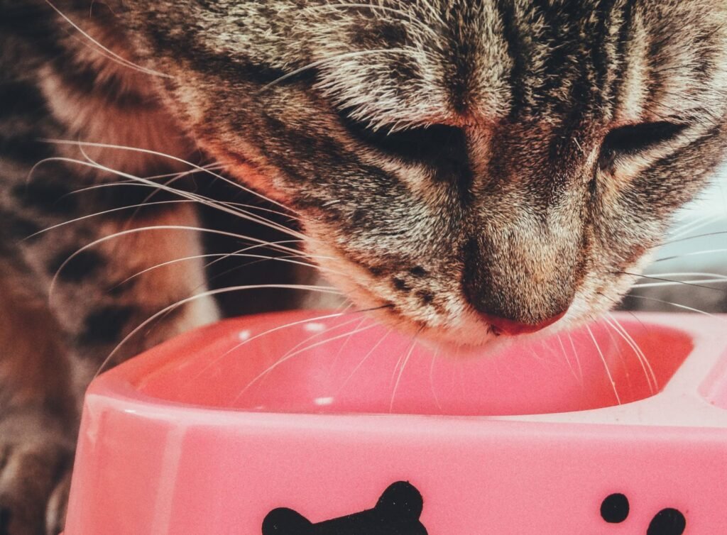 Tabby cat with its head lowered into a pink pet bowl – changes in eating and drinking can show a cat has diabetes