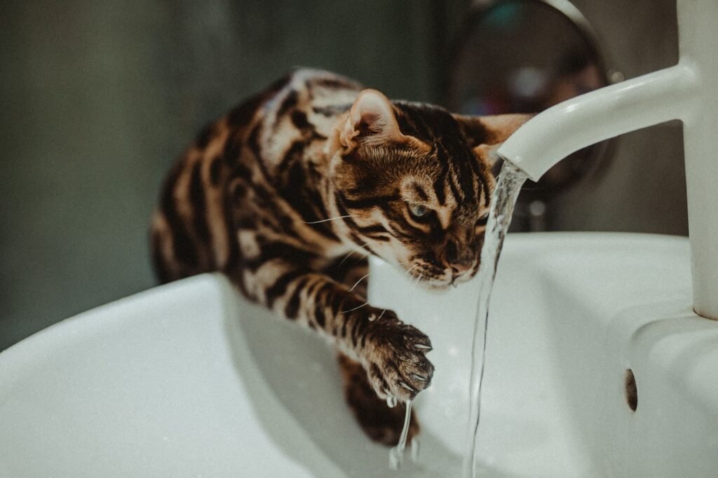 Spotted Bengal cat leaning over a white bathroom sink to drink from a running tap – more drinking can be one sign a cat has kidney disease
