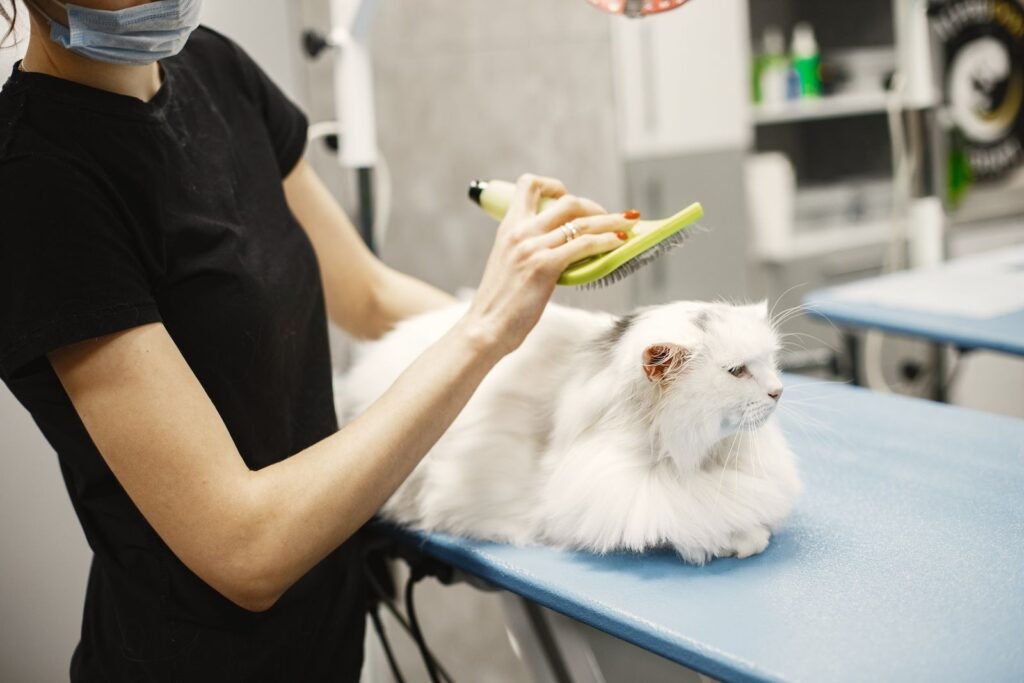Person in a black top and face mask brushing a fluffy white cat on a blue table in a clinic-style room – a vet check can show whether a cat has kidney disease