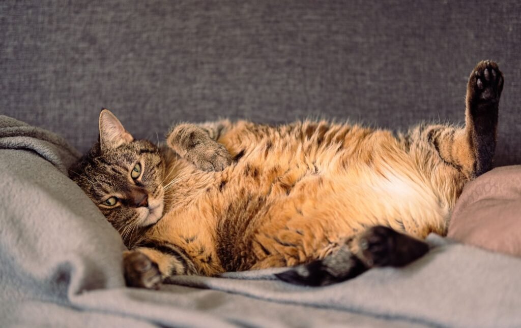 Tabby cat with a round belly lying on its back on a grey blanket on a sofa – the belly is one place to look when checking for an overweight cat