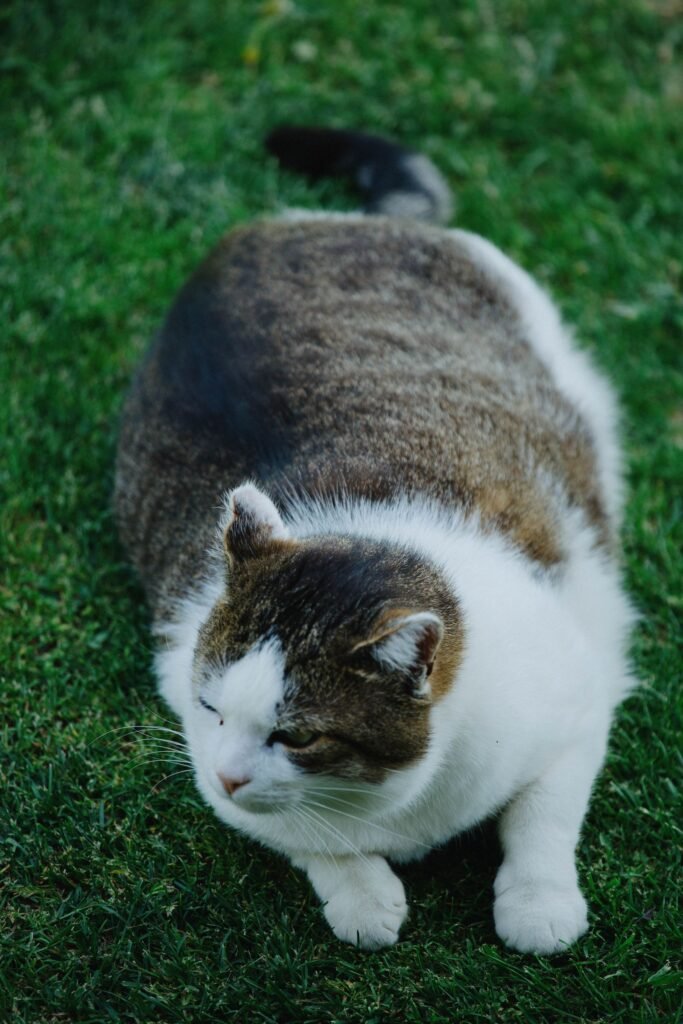 Chubby white and tabby cat crouching on a green lawn with its head turned to the side – checking shape from above and the side helps spot an overweight cat