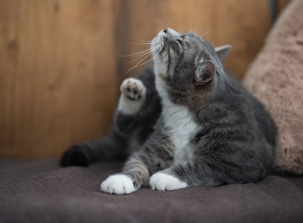 Grey and white cat on a dark cushion looking upwards with a front paw raised – watch for behaviour changes that may point to an overactive thyroid in cats