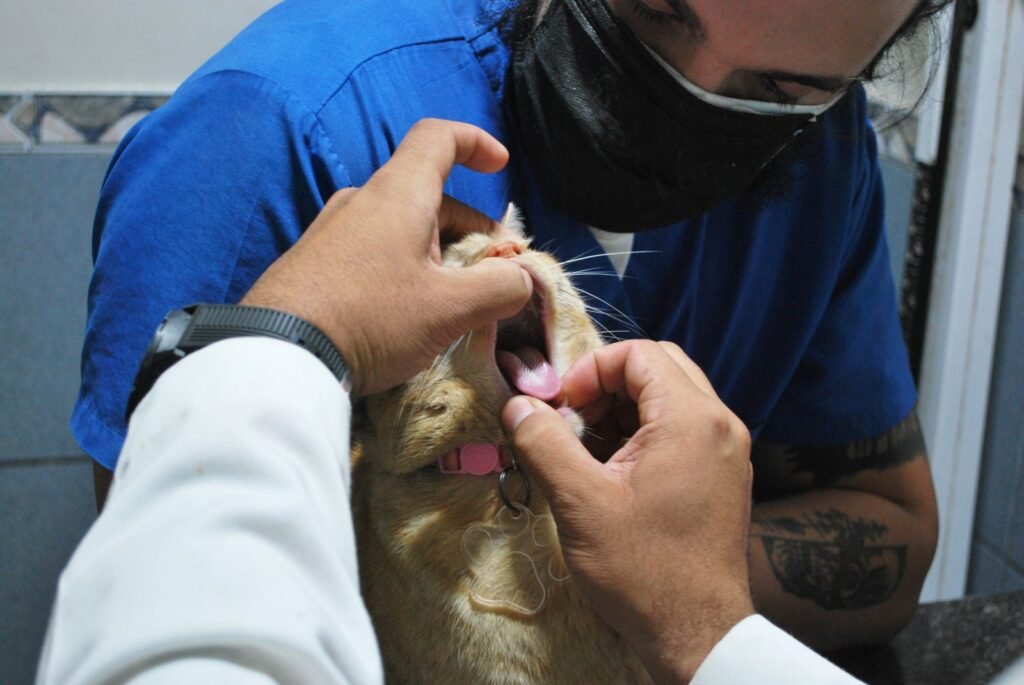 Vet worker in blue scrubs and a face mask gently opening a ginger cat's mouth to look at its teeth - dental disease in cats is found by a mouth examination