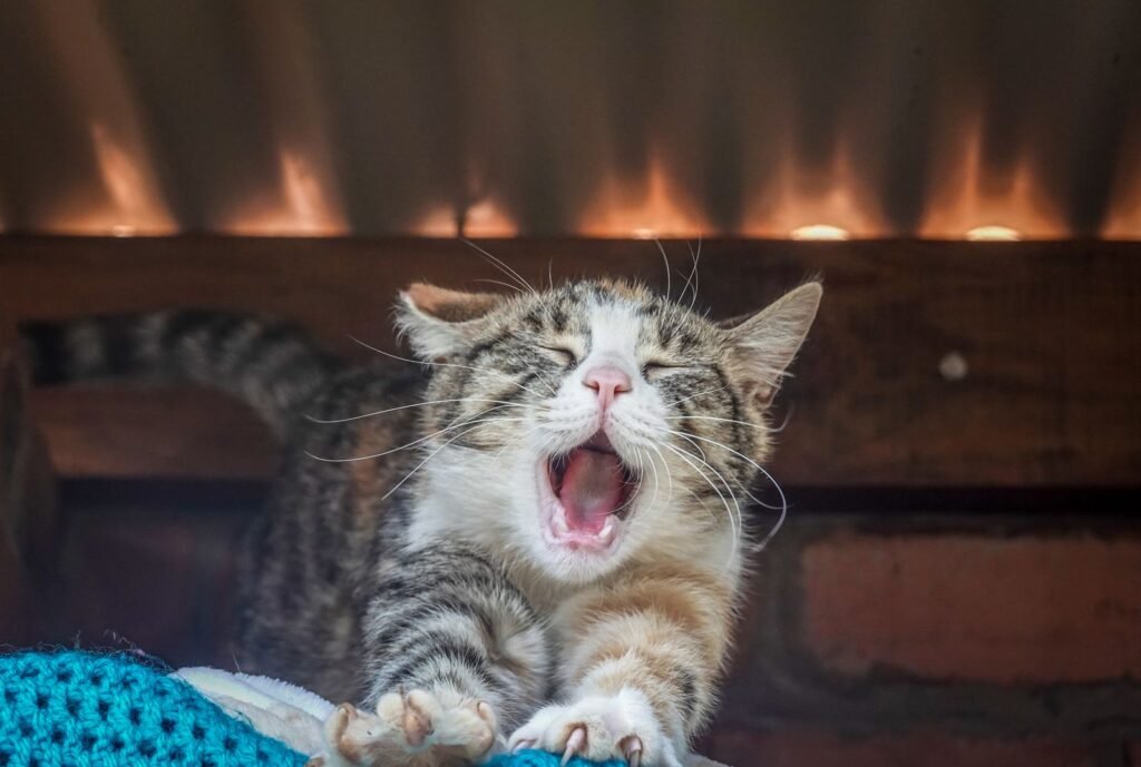 Tabby cat yawning widely while stretching its front paws on a blue knitted blanket - signs of dental disease in cats can be easy to miss