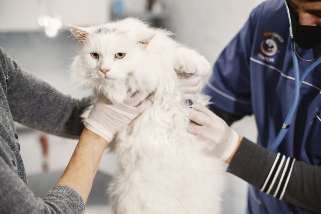 Vet in blue scrubs using a stethoscope to examine a fluffy white cat held by an assistant – vets can check blood pressure in cats during a clinic visit