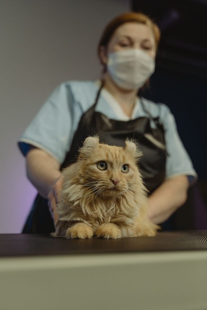 Person in a face mask and apron gently holding a fluffy ginger cat on a dark table – blood pressure in cats is checked quickly and painlessly at the vet