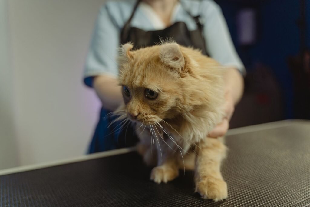 Ginger long-haired cat with folded ears held gently by a person in a light apron - gentle handling is how many owners first notice a lump on their cat