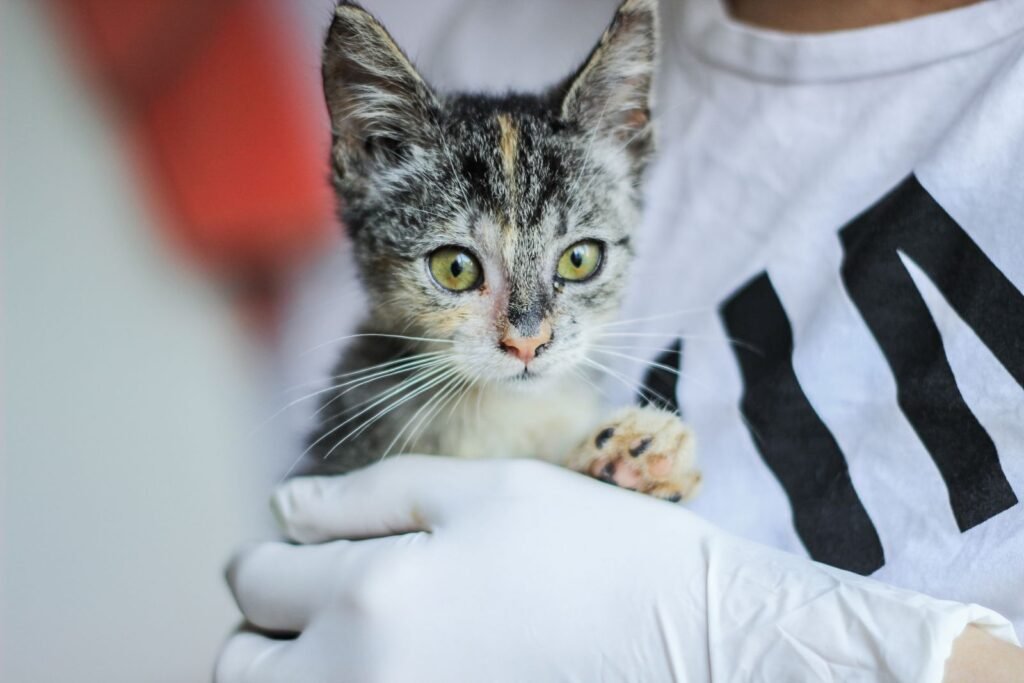 Tabby and cream kitten held in the arm of a person wearing a white glove - a vet check is the way to find out what a lump on your cat is