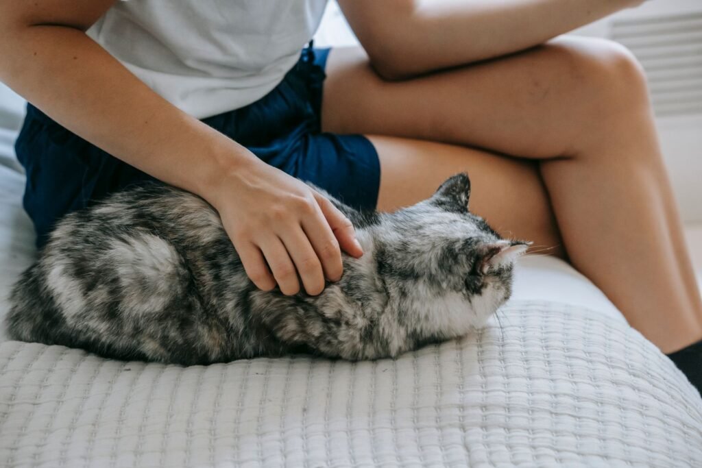 Person sitting on a bed stroking a fluffy grey tabby cat lying beside them – staying calm matters when your cat has a seizure