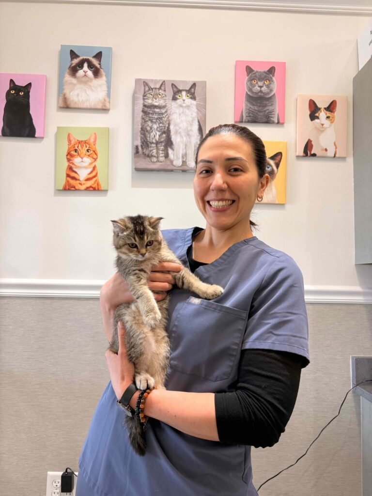 Smiling person in blue scrubs holding a small tabby kitten in a clinic room - a vet can treat a cat abscess