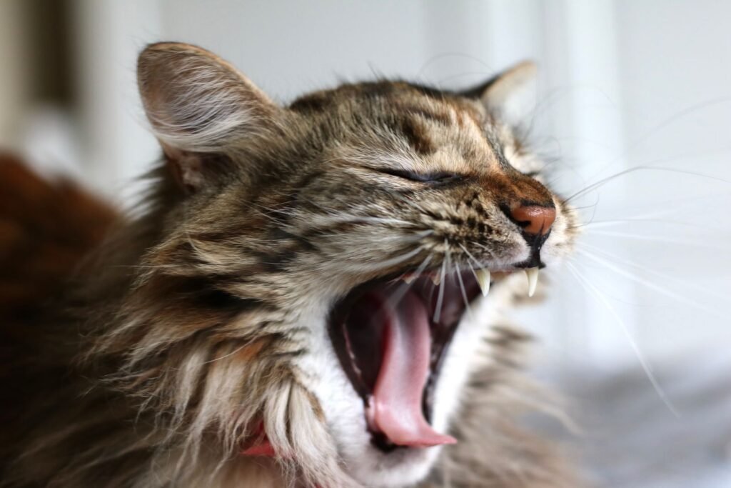 Close-up of a long-haired brown tabby cat yawning widely - a quick sniff and look at the mouth can help you notice cat bad breath