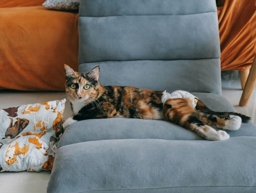Calico cat lying on a blue-grey lounge chair beside patterned cushions and looking at the camera - cat bad breath is easier to spot when you know your cat's normal smell