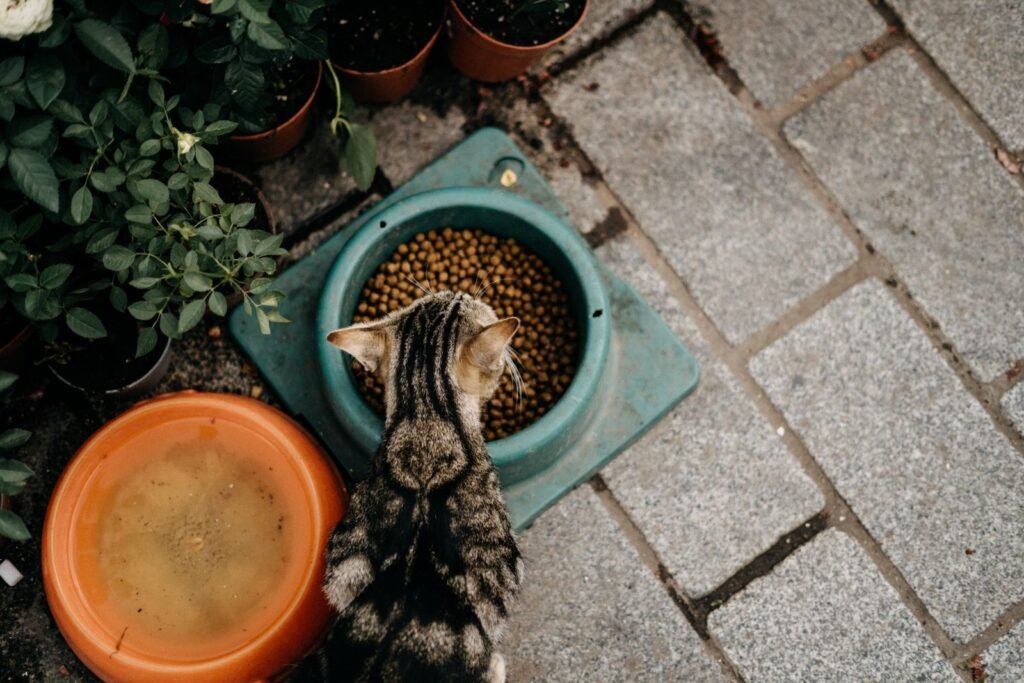 Overhead view of a tabby cat eating dry food from a green bowl on paving slabs – a sudden food change is one possible cause of cat diarrhoea