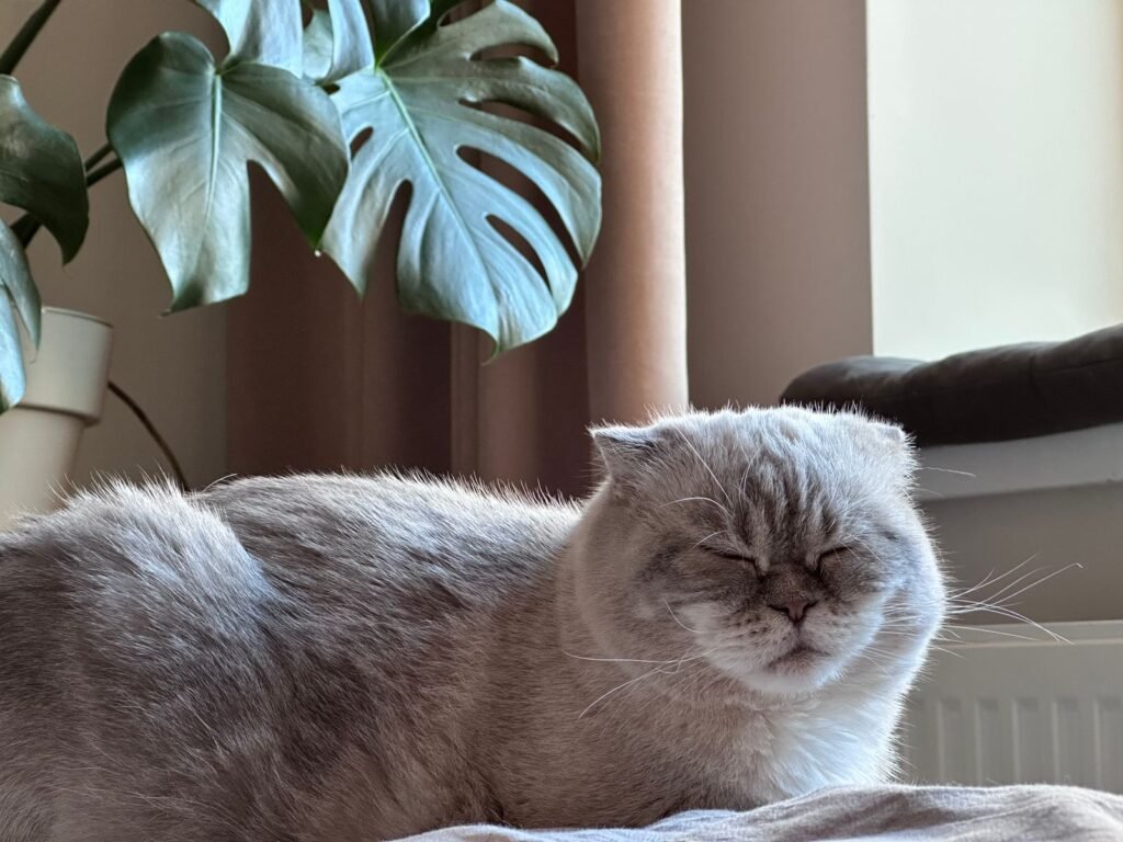 Pale grey Scottish Fold-type cat resting with its eyes closed by a window – a calm, resting cat is the right time to notice a cat breathing fast