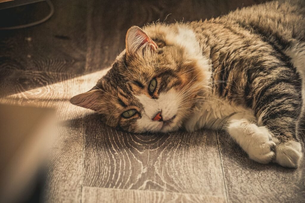 Tabby and white cat lying on its side on a sunlit wooden floor – is your cat constipated or straining? Ask your vet