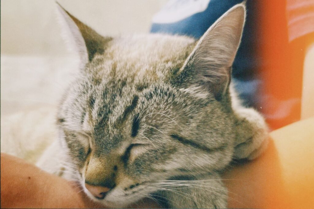 Close-up of a tabby cat resting with closed eyes in warm light, a cat coughing is worth filming for your vet