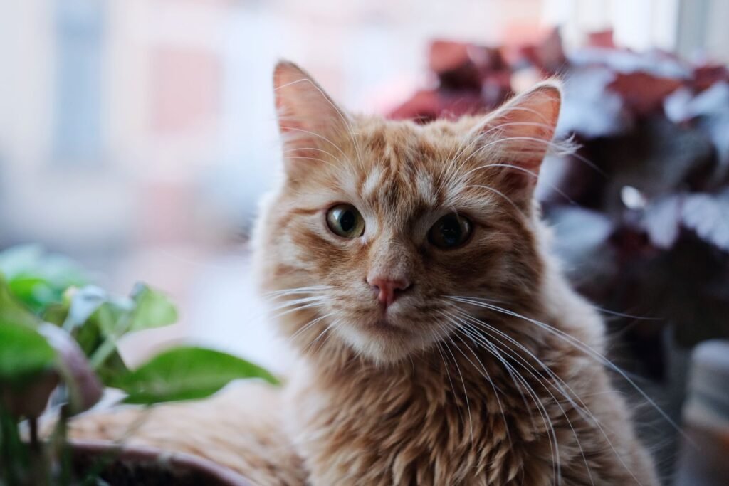 Ginger tabby cat looking at the camera among green leaves - cat drooling can be normal or a sign of a problem