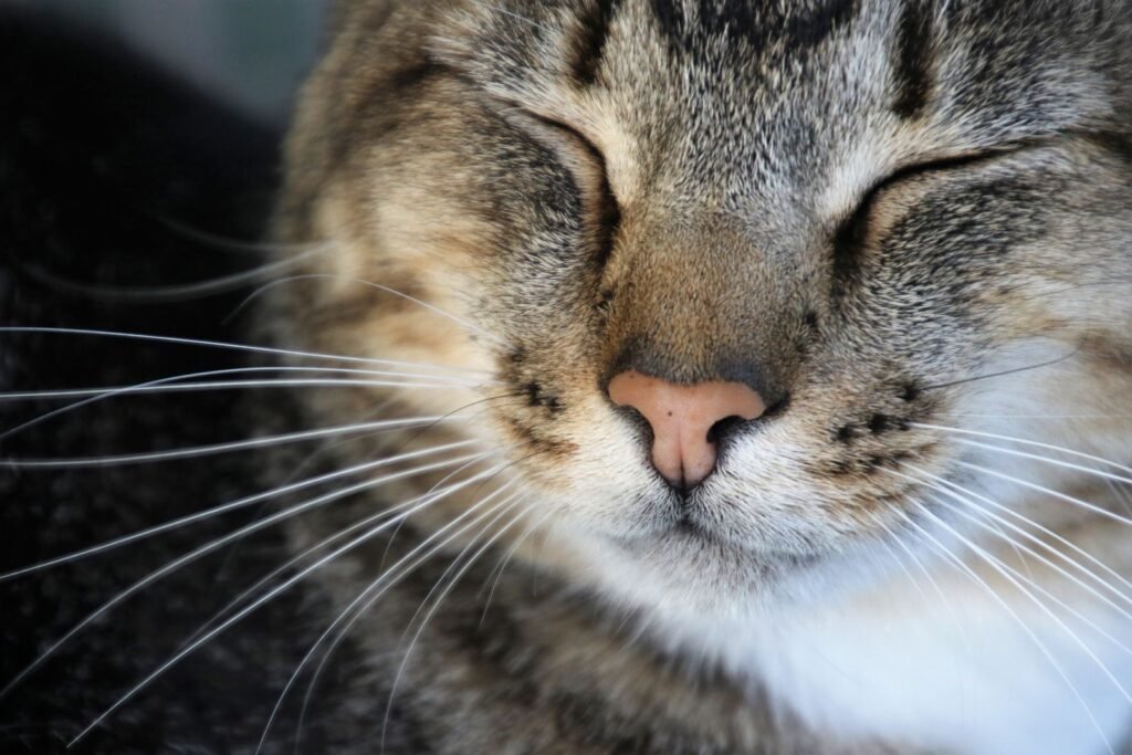 Close-up of a tabby cat's face with its eyes closed and long white whiskers - some cat drooling happens when a cat is relaxed