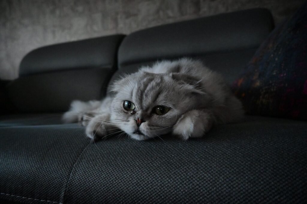Fluffy grey cat with folded ears resting its head on a dark sofa – resting is normal, but is your cat lethargic for more than a day? Call your vet