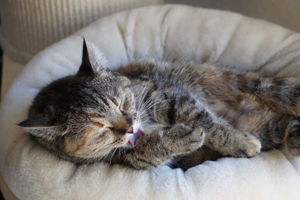 Tabby cat curled on a cream round cat bed with eyes closed, licking its paw - short calm spells of a cat licking itself are part of normal grooming