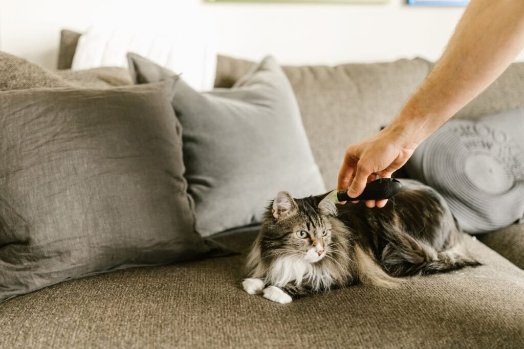 Hand combing a long-haired grey and white tabby cat on a beige sofa among cushions - a cat losing fur is worth checking with your vet