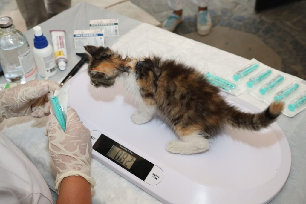 Gloved vet staff weighing a calico kitten on a digital baby scale – weighing is one way to spot a cat losing weight