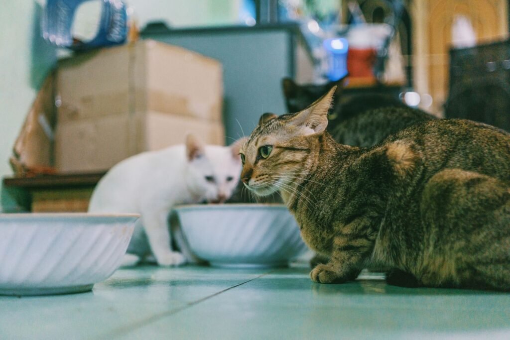 A white cat and a tabby cat eating from white bowls on a tiled floor – appetite changes can go with a cat losing weight