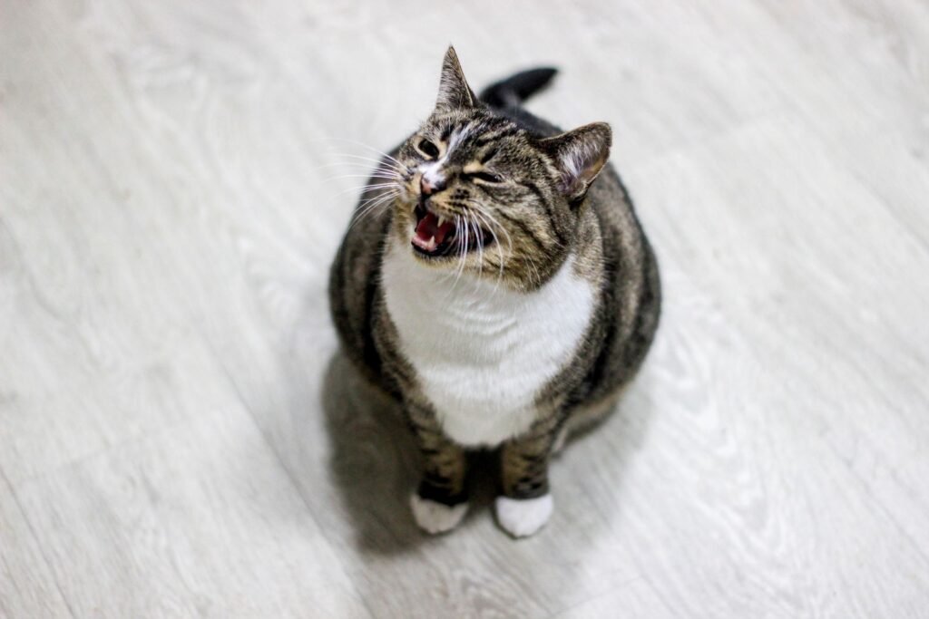 Tabby and white cat looking up from a wooden floor with its mouth open, a cat meowing more than usual may be asking for something