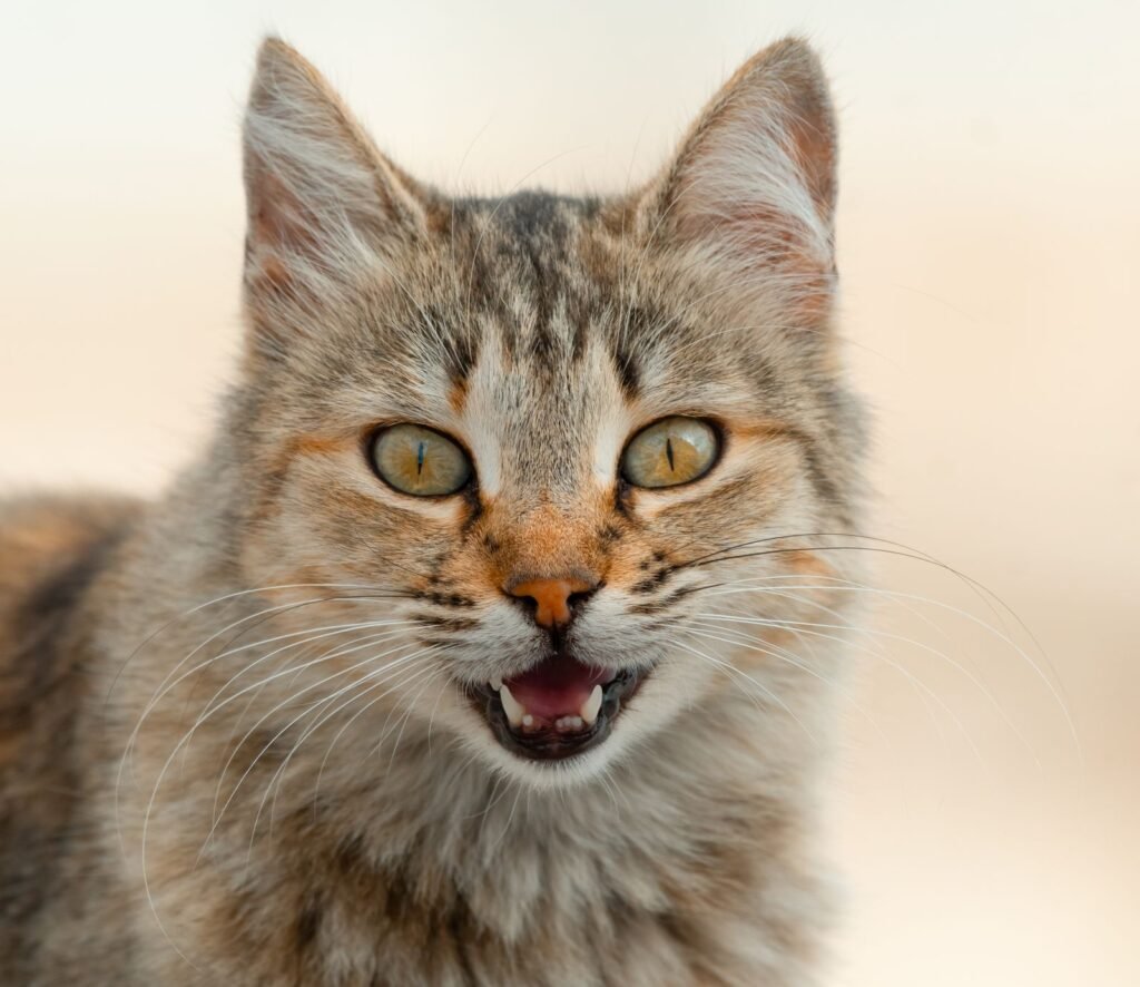 Close-up of a ginger and grey tabby cat with its mouth slightly open, a cat meowing more can be a sign worth noting