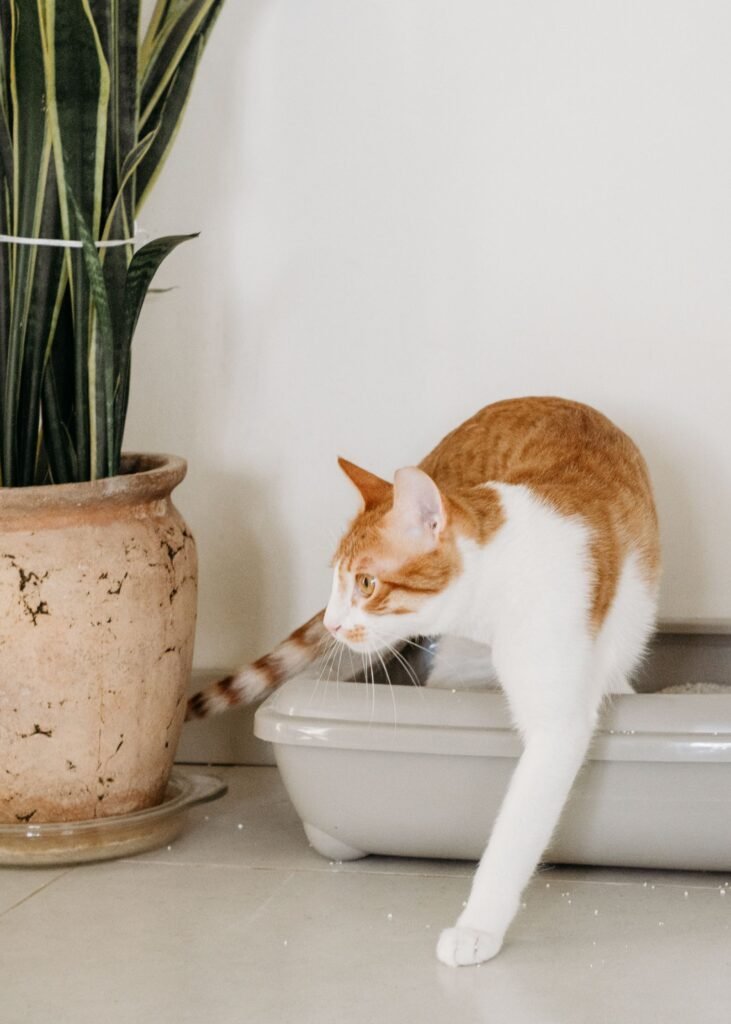 White and ginger cat stepping out of a grey litter tray beside a potted plant – check the tray first if you have a cat peeing outside it