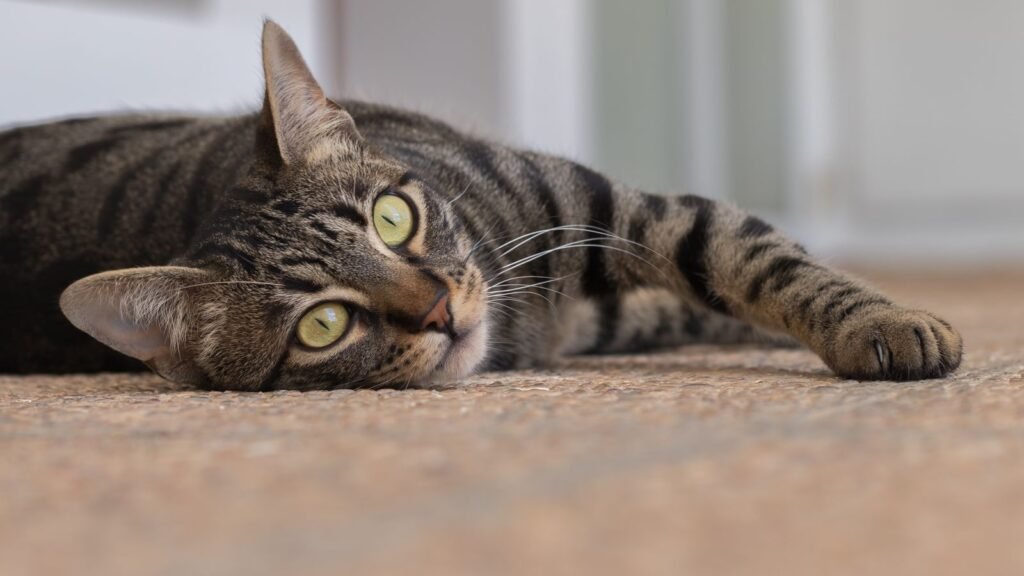 Tabby cat lying on a carpet looking at the camera with pale green eyes – carpet is one common place for a cat peeing outside the tray