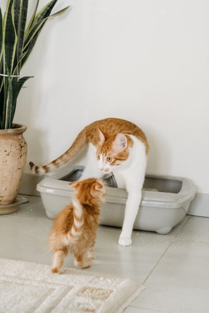 Ginger and white cat at a grey litter tray with a small ginger kitten in front of it – check the tray if you see a cat straining to urinate