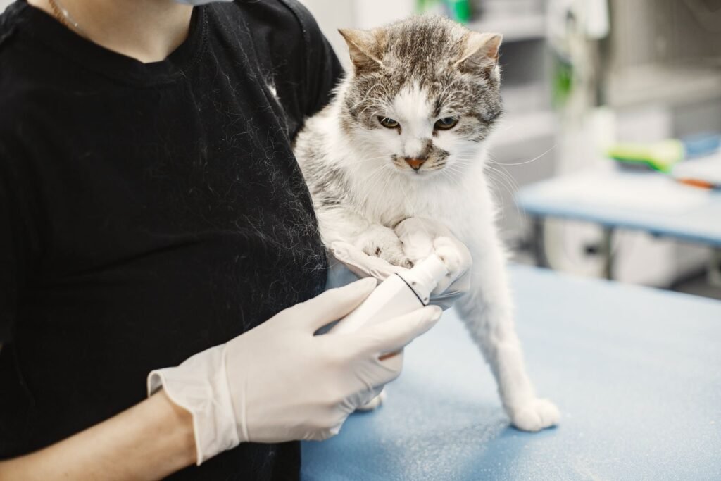 Gloved hands holding the front paw of a grey and white cat on a blue examination table in a vet clinic – a cat straining to urinate needs a vet