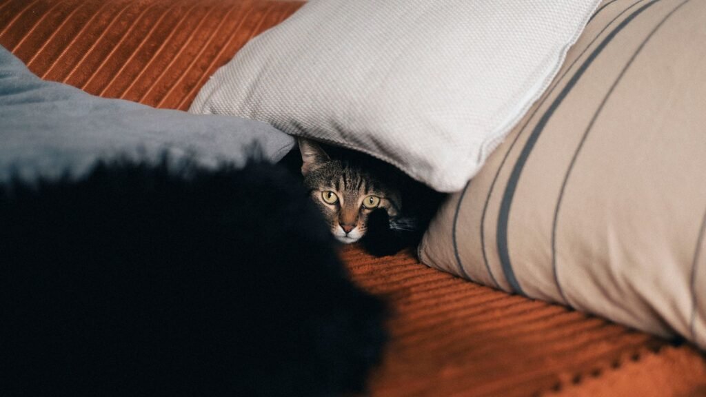 Tabby cat peeking out from beneath sofa cushions, a typical example of cat hiding