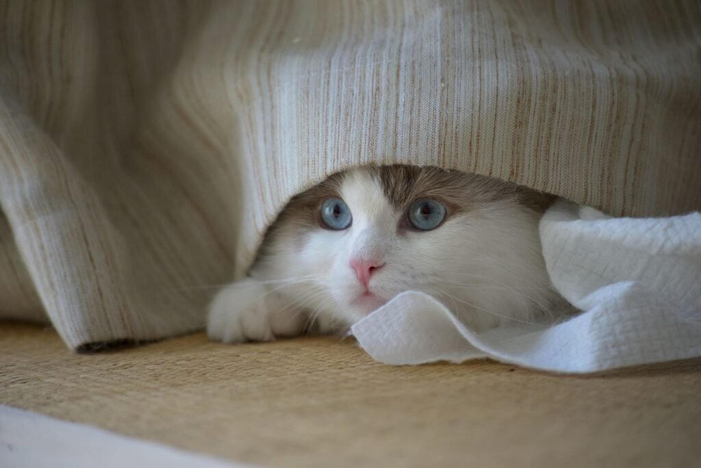 White and cream cat with blue eyes peeking out from under a knitted blanket, another example of cat hiding