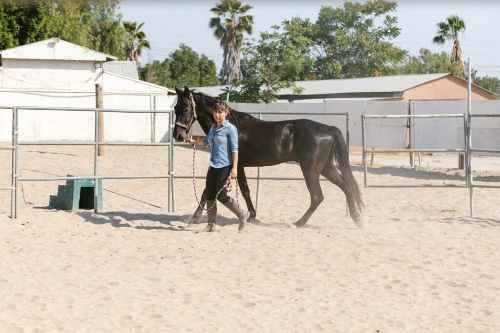 Woman leading a black horse across a sandy arena – arthritis in horses can first show as stiffness or a slower warm-up