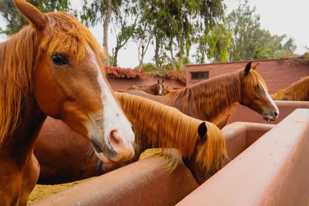 Chestnut horses with white blazes leaning over a feeding trough in a yard – choke in horses often happens when feed is eaten too fast