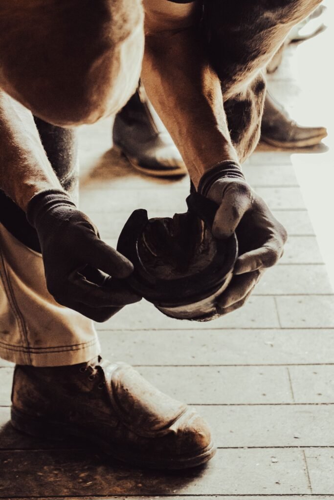 Gloved hands holding a horseshoe against a horse's raised hoof – cracked hooves in horses often need balanced trimming and shoeing