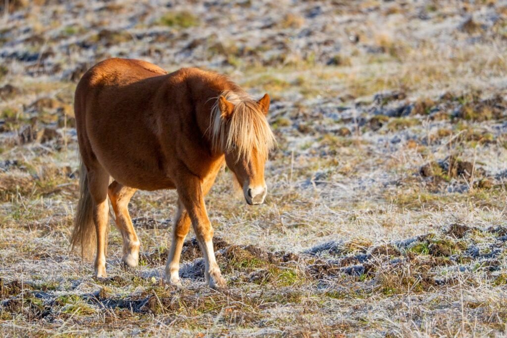 Chestnut Shetland-type pony with a pale mane walking across a frosty winter meadow – Cushing's disease in horses is mostly seen in older ponies and horses